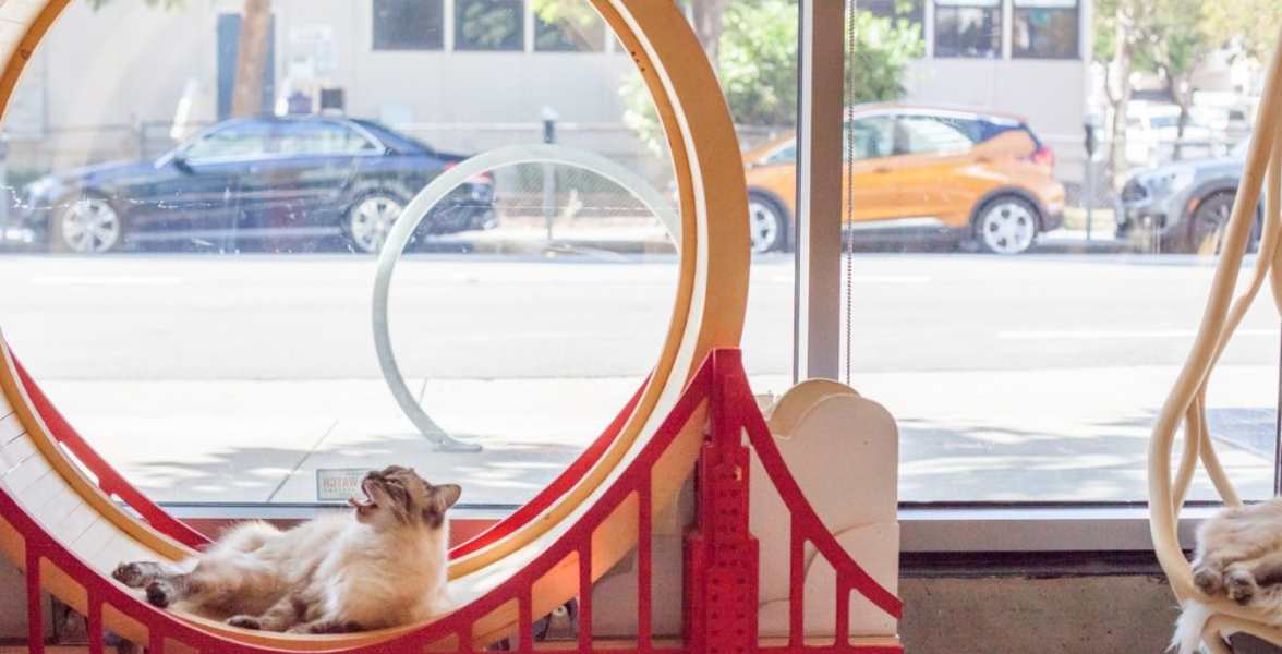 KitTea Cat Café: A Reimagined Tea House in San Francisco Delights ...